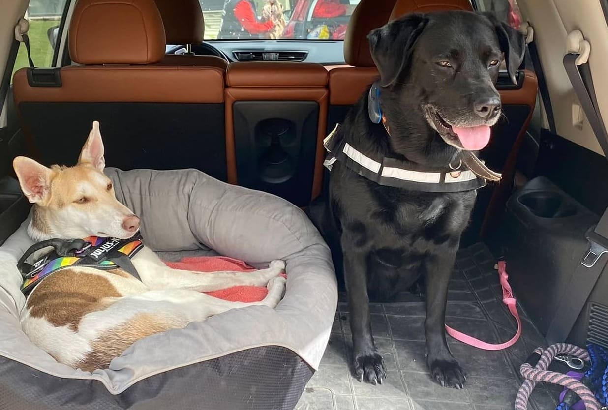 Perros animaterapía